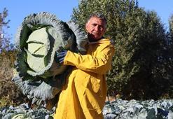 Van’da ata tohumuyla yetiştiriyorlar! Hasat başladı, fiyatı 150 lira! Tüm Türkiye’ye gönderiliyor