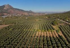 Bir Eskişehir toprağı bu işten para kazanıyor! İlçe Akdeniz gibi: 5 kilodan 1 litre çıkıyor