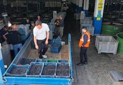 Zeytinde fiyat belli oldu! Binlerce tonluk alım yapılacak