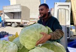 Türkiye'de en ucuzu burada! Devasa lahanalar hasat ediliyor
