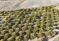 Zirai dondan etkilenmişlerdi! Gelecek yıl için umut veriyor