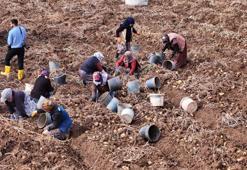Türkiye'de yılın en geç hasadı burada! Son mahsuller Sivas'ta sökülüyor