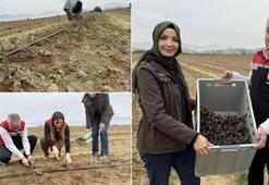 Amerika'da tarlada gördü, Tire'de üretmeye başladı! 12 yıl hasat yapacak: 3 ülkeye satıyor