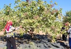 Gaziantep'te üretim azaldı Şanlıurfa'da kriz çıktı! Kilo fiyatı 1000 TL'yi geçti