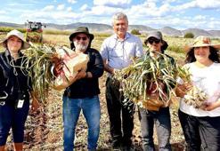 Türkiye'nin 'beyaz altını' kurtuluyor: Kesin çözüm bulundu, verim kaybı tarihe karışıyor!