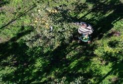 Edirne'de 3'er dönümle başladılar! Devlet desteğiyle 21 yıldır gelir kapısı oldu 1000 ton satıldı