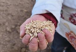 Kastamonu'da 12 bin yıllık lezzet toprakla buluştu: Atadan kalma yöntemle ekiliyor