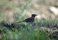 Yumurtalık Lagünü'nde sonbahar şöleni! Yüzlerce kuş türü buraya akın ediyor