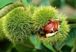 Düzce'de bahçe kurmak isteyenlere yüzde 75 destek! Başvurular başladı