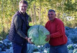 Bir tanesini iki kişi zor kaldırıyor! Buradaki lahananın özelliği dünyada hiçbir yerde yok