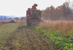 Bayburt'ta hasat başladı! Şeker pancarında rekor kırıldı