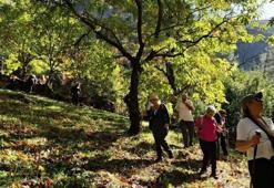 Aydın'da ormana girince fark ettiler: Köylüler yıllardır bu sesi duyuyor