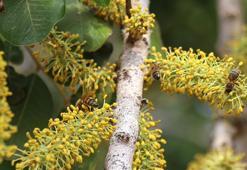 Mersin'de ilk hasat yapıldı! Faydaları saymakla bitmiyor! Yurt içi ve yurt dışından sipariş yağıyor