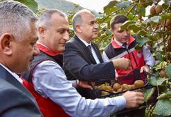 Coğrafi işaretli Ordu kivisinde hasat başladı: 8 dönümden 25 ton çıkıyor!