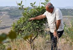 Adana'da emekli mühendis devletten kiraladığı atıl araziye hayat verdi! 156 dönümlük alanda fidanlar yeşerdi
