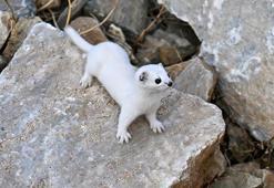 Van'da gece avcısı gelincik görüntülendi! Bahçesaray'da kameralara poz verdi