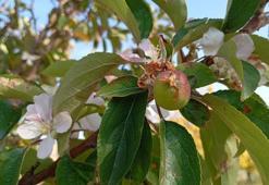 Kışa yaklaşırken şaşırtan görüntü! Malatya'da elma ağacı çiçek açıp meyve verdi