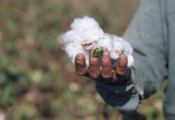 Hatay'da beyaz altın hasadı! Fiyatı 25 TL'ye kadar düştü! Çiftçi ne yapacağını bilmiyor