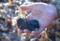 Bayburt'ta ağaç diplerinde rastlandı! Doğanın gizli hazinesi köylüye gelir kapısı olacak