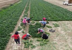 800 lira yevmiye ile çalışıyorlar! Zorlu hasat başladı! Tarlada 6, pazarda 50 lira!