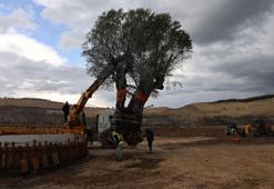3 asır sonra yeri değiştirildi! Muğla'da hasat yaparken özel yöntem uygulandı