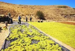 Talep azaldı üretici fırsata çevirdi! Meşhur Meyveden para kazanmak için başka yola başvurdu