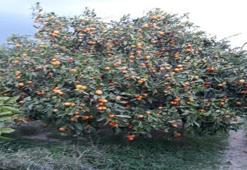 Söke'de tehlike büyüyor! Çiftçi endişeli! Giderek artıyor