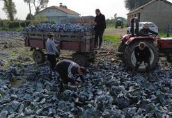 22 bin dekar alanda hasat başladı! Bafra çiftçisi lahana hasadında verimden memnun, fiyattan şikayetçi