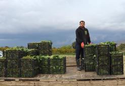 Kış sebzesinde hasat bolluğu! Tarlada 6 lira, tezgahlardaki fiyatı dudak uçuklatıyor