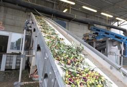 Zeytinde rekolte düşük, ancak yağda kalite yüksek