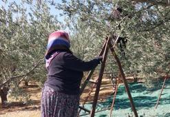 Mersin'de üretilip Fransa, Japonya ve BAE'ye gönderiliyor: Litre fiyatı 350 liraya ulaştı! Üreticinin yüzü gülüyor