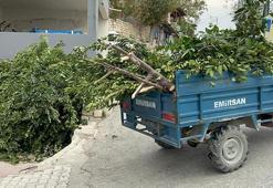Hatay'da köylülerin geçim kaynağında hasat başladı! Doğada kendiliğinden yetişiyor kilosu 11 TL