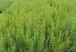 Muğla toprağıyla uyumlu olduğu belirlendi! Yüzde 100 hibeyle başladı