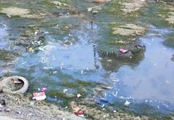 Kuraklık Adana’yı vurdu: Sulama kanallarında balıklar can çekişiyor