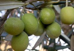 Bu ilçe Türkiye'nin ihtiyacının yüzde 20'sini karşılıyor! Litre fiyatı 250 ile 350 TL arasında alıcı buluyor