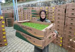 Gebzeli çiftçiye büyük destek! Ücretsiz 500 bin adet dağıtıldı