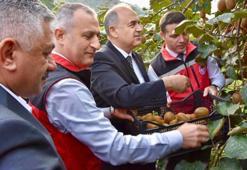 Ordu'da üretim patladı! Yıllar önce deneyince tuttu, 520 milyon TL'lik kazanç