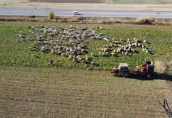 Yozgat Sorgun'da mesai tam gaz devam ediyor: 6 aylık emek bitmek üzere, şimdiden kilometrelerce kuyruk oluştu