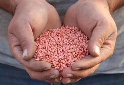 Çorum’da çiftçiler yeni sezona hazır! 500 dönüm araziye ekiyorlar