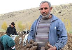 Ağrı Patnos'ta tarımda devrim! Mor patates hasadı başladı: 7 dekardan 40 dekara çıktı, kar yağmadan bitirilecek!