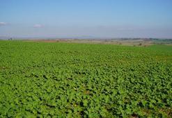 Edirne'de yüzler güldü: Yağmurlar geldi, kanola tarlaları yeşerdi! Yüzde 30 oranında artış var