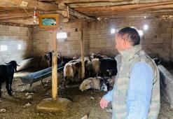 Şanlıurfa Ceylanpınar'da ahıra giren köpekler 5 koyunu telef etti!