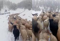Ordu’da yoğun kar yağışı çobanlara ve sürüye zor anlar yaşattı