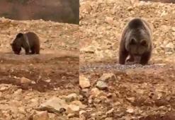 Gümüşhane'de yol kenarındaki ayıya 'hamsi' ziyafeti verdiler