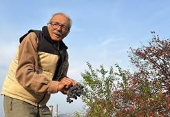 Almanya'da gördü Samsun'daki bahçesine ekti! 'Organik olarak tonlarca ürün sattım'