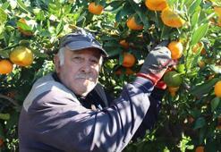 İzmir Seferihisar'da hasat başladı! Toptan fiyatı 15 lira pazarda 50 TL
