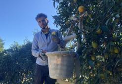 Hasat sezonu başladı, her evin mutfağında bulunur! Bu yıl 22 liradan satılacak