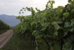 Zirai don verimi yüzde 80 düşürdü! Çiftçi bu sene hayal kırıklığı yaşadı