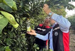 Narenciyede hasat başladı, Akdeniz meyve sineği ile mücadele hız kazandı