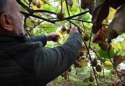 Bu meyvenin habercisi kuşlar! Fiyatını ucuzlatmasının iki sebebi var